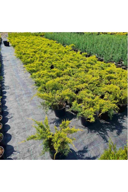 Можжевельник средний Пфитцериана Ауреа - 3л/вис.15-25см/Ø35-45см